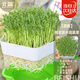 北蔬水培豌豆苗種子蔬菜兒童小學(xué)芽苗菜植物發(fā)芽盆栽五角盒豌豆苗套裝