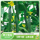 虹越萌吖吖果蔬種子 黃瓜西瓜甜瓜絲瓜苦瓜南瓜庭院陽(yáng)臺菜園瓜果種子 【黃瓜】種子（約20粒）