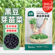 北蔬 芽苗菜種子水培蔬菜種籽家庭陽(yáng)臺無(wú)土栽種 黑豆芽苗菜種子200g