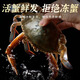 【活蟹發(fā)貨】青島梭子蟹鮮活發(fā)不包活螃蟹海蟹飛蟹超大母蟹海鮮 梭子蟹特大號2斤3-4只