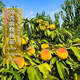 四萬(wàn)公里桃樹(shù)苗 錦香黃桃 果樹(shù)樹(shù)苗盆栽地栽南北方沂蒙山源頭直發(fā)
