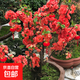 海棠花盆栽帶花苞樹(shù)苗老樁盆景庭院好養四季陽(yáng)臺植物室內花卉綠植 長(cháng)壽冠_8年大苗_1棵【當年開(kāi)花】 不含盆