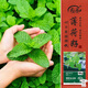 壽禾香水薄荷種子苗可食用盆栽香草種籽 香水薄荷種子1g約800粒*2袋