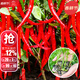 大禹正宗樟|樹(shù)|港辣椒苗種子樹(shù)苗帶土秧苗活苗湖南章樹(shù)港大苗種苗批發(fā) 美人椒辣椒苗12棵