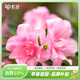 虹越（HONGYUE）安酷杜鵑花大苗多季開(kāi)花 庭院造景花園多年生易養護常綠花卉植物 【大苗帶盆】“康乃馨” 7加侖