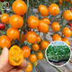 大禹夢(mèng)想青甜2號小番茄苗種子櫻桃清甜二號小西紅柿苗帶土秧苗種苗 橙甜小番茄苗3棵   糖度可達12