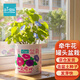 IAM City Farmer牽?；ü揞^盆栽綠植花卉種植罐頭種子diy盆栽開(kāi)學(xué)季種植作業(yè)10068