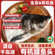 鮮喜愛(ài)冷凍千島湖有機鳙魚(yú)頭1.5斤花鰱魚(yú)頭胖頭魚(yú) 生鮮魚(yú)類(lèi) 海鮮水產(chǎn)