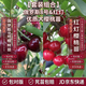 四萬(wàn)公里車(chē)厘子樹(shù)苗俄羅斯8號+紅燈櫻桃各1顆南北方盆栽地栽源頭直發(fā)