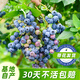 海蒂的花園藍莓樹(shù)果苗盆栽果樹(shù)南方北方藍莓幼苗發(fā)貨陽(yáng)臺庭院地栽苗源頭直發(fā)