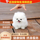 樂(lè )泡混血球體博美犬茶杯型幼犬袖珍長(cháng)不大迷你俊介犬小型活體寵物狗狗 混血級 博美混血 公