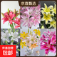 百合鮮切花云南基地現采現發(fā)真花瓶插水養38女神婦女節1 隨機香水百合6-8朵
