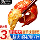 北極灘特大龍蝦尾冷凍生鮮大特級湖北海鮮蝦類(lèi)麻辣蝦球燒烤食材年貨 【精品大特級】3斤 送秘料 固形物≥53%