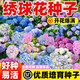 京厽繡球花種籽子室內外四季播種開(kāi)花多年生混色花籽種植庭院易活花苗 混色繡球花種子1包約500粒