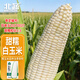 北蔬 白甜糯玉米種子大棒早熟粘苞米籽 白玉糯909玉米種子30g約110粒