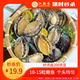 江船長(cháng)冷凍鮑魚(yú) 凈重160g(10-15粒)袋裝 火鍋食材 海鮮生鮮