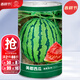 大禹懶漢西瓜種子苗特大適合南方早熟懶人8424麒麟瓜美都無(wú)籽水果蔬菜 美都西瓜種子 600粒/桶   麒麟瓜