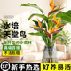 創(chuàng  )京懿選天堂鳥(niǎo)客廳旺宅綠植室內水培植物花卉面盆栽易養活鶴望蘭辦公室 虧本回饋精品水培天堂鳥(niǎo)40-50厘米1棵