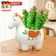 德國品質(zhì)多肉植物室內盆栽花卉綠植馬年旺宅辦公室桌面大顆好養 【新年專(zhuān)享】【馬上有錢(qián)串】錢(qián)串+彩色小馬陶瓷盆(送鋪