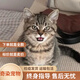 中華田園家養黑貓白貓貓咪寵物貓花貓奶牛橘貓活體貍貓真貓家養 田園級 小貍花貓咪 母