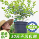 海蒂的花園藍莓果樹(shù)苗盆栽果樹(shù)帶花南方北方帶陽(yáng)臺庭院地栽苗海媽家源頭直發(fā)