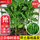 大禹美人椒種子辣椒苗帶土秧苗樹(shù)苗摘不敗春季陽(yáng)臺盆栽苗家庭種 樟樹(shù)|港辣椒苗12棵