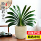 愛(ài)優(yōu)尚特級君子蘭盆栽帶花苞辦公室內客廳國寶級綠植花卉源頭直發(fā)