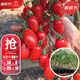 大禹盆栽番茄苗水果小西紅柿苗帶土秧苗矮生樹(shù)苗四季小柿子觀(guān)賞陽(yáng)臺 紅美玉圣女果苗6棵