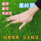 藝辛草坪種子草籽矮生四季青免修剪耐寒庭院綠化草皮草種子護坡固土 果嶺草種子【四季常青】