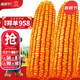 大禹鄭單958玉米種子國審產(chǎn)高矮大棒雜交抗旱抗倒官方正品矮桿包谷 國審鄭單958玉米種子4斤約1畝地用