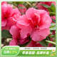虹越（HONGYUE）安酷杜鵑花大苗多季開(kāi)花 庭院造景花園多年生易養護常綠花卉植物 【中大苗】“胭脂”3加侖叢生型
