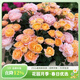 虹越（HONGYUE）經(jīng)典月季盆栽苗3L龍沙寶石花園庭院藤本灌木月季花卉KS-LC 【經(jīng)典陽(yáng)臺月季】果汁陽(yáng)臺（3升苗帶盆）