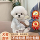寵邁鑫純種比熊幼犬小型小體活物卷毛血統比熊犬茶杯寵物狗狗長(cháng)不大可愛(ài) 寵物級 精品比熊 公