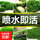 高端草皮鮮活苔蘚微景觀(guān)植物盆景盆栽水陸缸假山造景材料短絨青苔 特級短絨蘚(13*8cm)2片