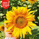 壽禾 向日葵種子苗觀(guān)賞花卉種籽家庭陽(yáng)臺 小獅子向日葵種子5g約100粒
