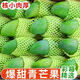 云南青芒芒果玉芒當季新鮮大青皮芒果熱帶水果 9斤帶箱凈重8.5斤 單果200g起