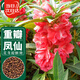 壽禾 重瓣鳳仙花種子種苗觀(guān)賞花卉種籽 濰育重瓣鳳仙花種子5g約500粒