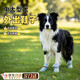 SERENE PET 青松寵邊牧鞋子狗狗腳套狗狗鞋子大型犬中型犬寵物鞋金毛軟底甩不掉防水 滿(mǎn)印小狗（四季款）4只 4XL（建議體重30-60斤）