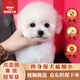 京狼圖騰京狼圖騰泰迪犬長(cháng)不大純種茶杯犬泰迪活體狗泰迪幼犬活體泰迪犬 白色 玩具體