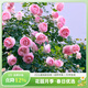 虹越（HONGYUE）爬藤月季盆栽苗 龍沙寶石花園庭院拱門(mén)月季花卉LYG 【經(jīng)典豐花】粉色龍沙寶石 3L
