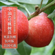 四萬(wàn)公里 桃樹(shù)苗 中油4號果樹(shù)樹(shù)苗盆栽地栽南北方種植沂蒙山源頭直發(fā)包郵