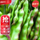 大禹東北黃金鉤勾油豆角種子將軍一點(diǎn)紅四季豆菜豆蔬菜種籽  一點(diǎn)紅將軍王油豆種子100g袋