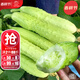 大禹海陽(yáng)白玉黃瓜種子苗本地奶油水果小山青瓜籽農科院秧苗新品種 妍白黃瓜種子100粒