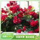虹越（HONGYUE）爬藤月季盆栽苗 龍沙寶石花園庭院拱門(mén)月季花卉LYG 【長(cháng)藤月季大苗】弗洛倫蒂娜 6.5L（枝接）