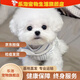 樂(lè )泡幼犬活體寵物狗茶杯犬狗2個(gè)月混血泰迪熊真狗寵物活體狗狗 田園級 混血白泰迪 公