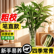 創(chuàng  )京懿選富貴竹水培植物轉運竹子帶根水養室內客廳綠植盆栽觀(guān)音竹易活好養 粗枝筆直款65-75cm6顆+送營(yíng)養液 不含盆