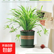 金邊吊蘭垂吊植物常青藤四季綠植室內盆栽客廳陽(yáng)臺吊籃除甲醛花卉 金邊吊蘭+加侖樹(shù)脂盆（送肥）