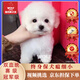 京狼圖騰泰迪幼犬 茶杯犬 純種狗狗活體泰迪寵物狗活體小狗活物貴賓 白色