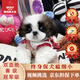 京狼圖騰純種西施犬幼犬活體小型犬雙血統西施犬寵物狗家養狗活體 血統級 1
