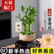 創(chuàng  )京懿選【五福臨門(mén)】五根富貴竹盆栽中式禪意綠植物辦公室內招財步步高升 富貴竹+蓮花盆+方托送吊牌